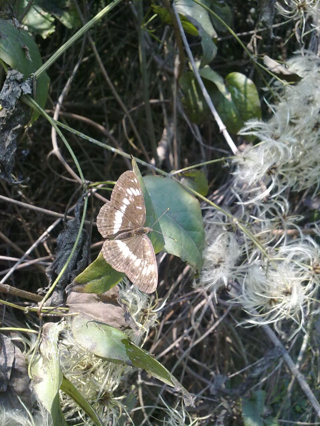 Limenitis camilla 2012-09-08 S.Albano Stura (CN)